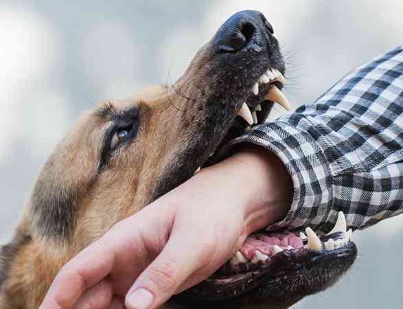 Dog Bite & Injuries Lawyer In Palm Springs, Baum Law Firm