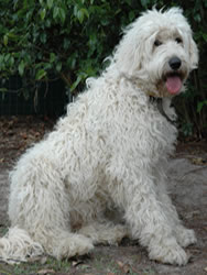 Australian Labradoodle Association | Labradoodle Coat Types
