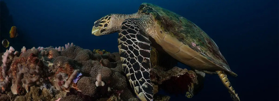 BALI FUN DIVING Cover Image